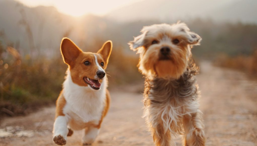 Socialiser le chien