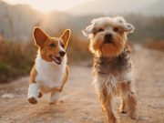 Comment décoder le langage corporel de votre chien ? Ce que ses gestes révèlent vraiment Socialiser le chien
