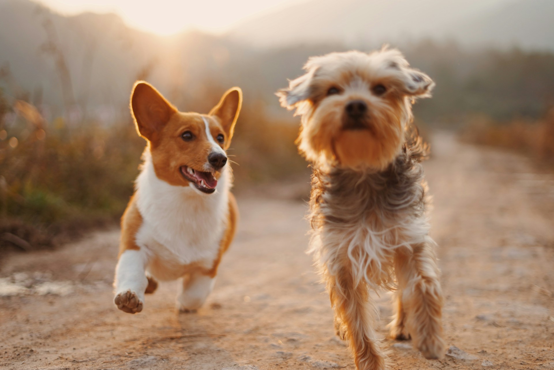 Socialiser le chien