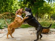 Comment prévenir les problèmes de comportement de son chien? chien musclé