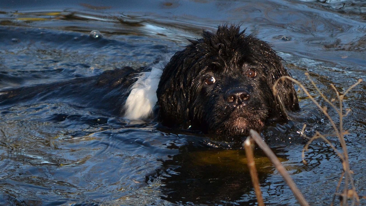 Chien de Terre-Neuve