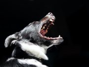 7 conseils pour apprendre à votre chien à ne pas aboyer sur les étrangers Apprendre à son chien à ne pas aboyer sur les étrangers