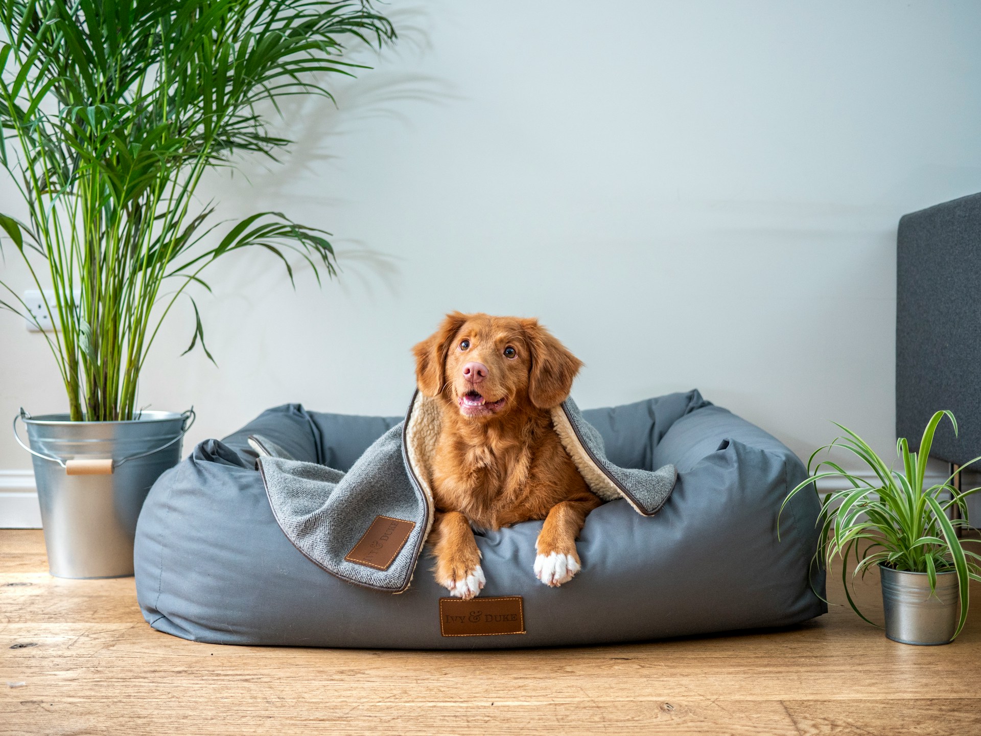 Aménager un espace dédier au chien