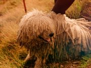 Les races de chien qui ont une apparence physique bizarre races de chien qui ont une apparence physique bizarre