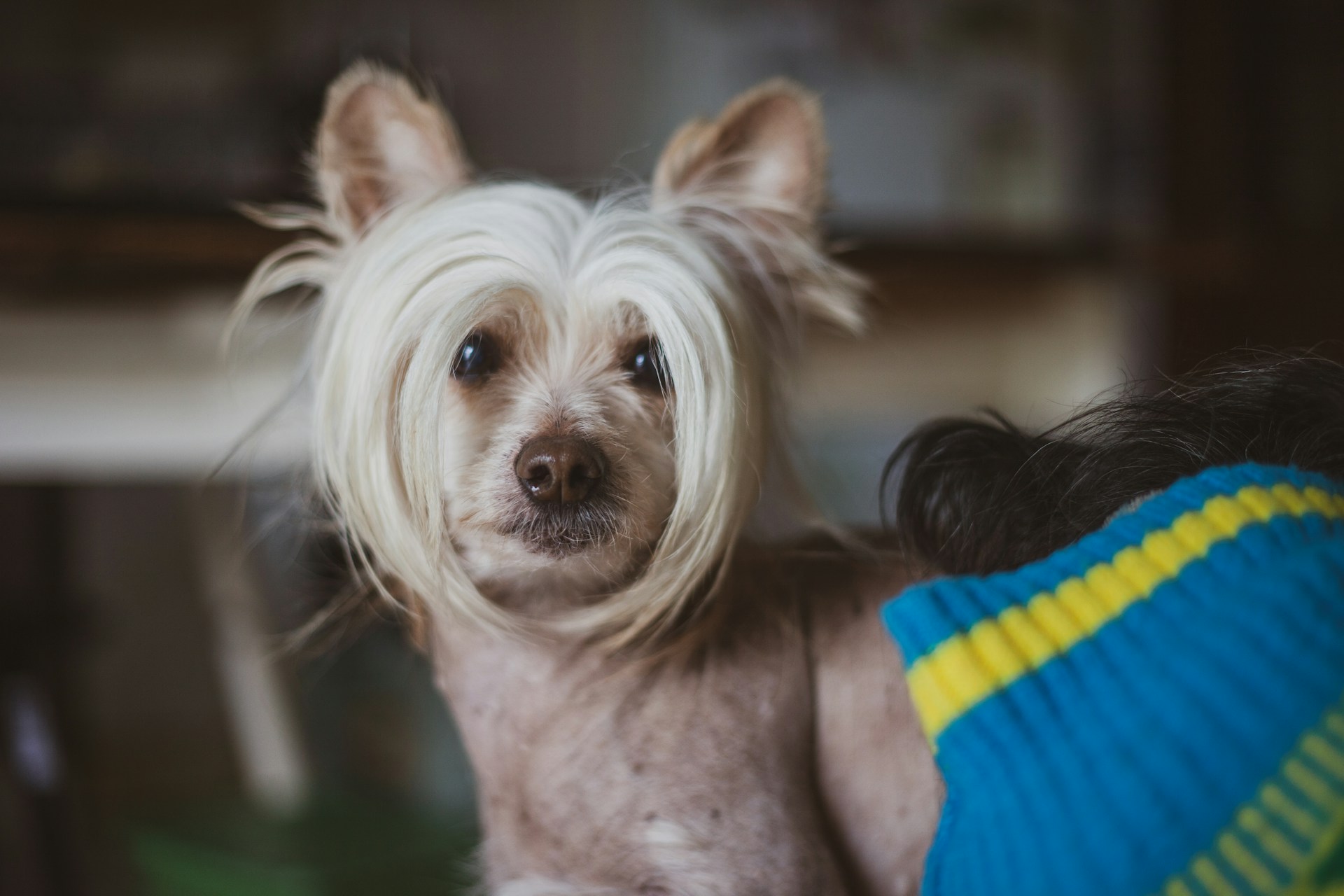 Chien Chinois à Crête