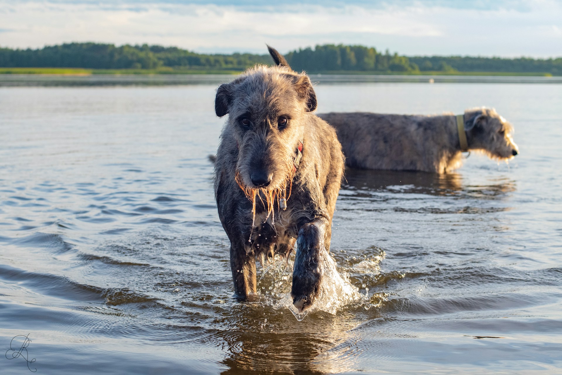 Le Terrier Irlandais