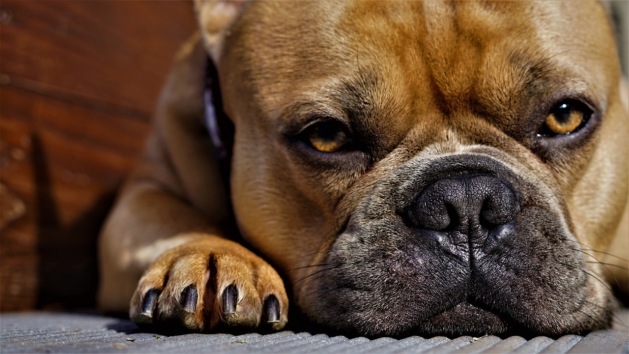 chien
