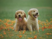 Les secrets d’une croissance optimale chez les chiots : l’alimentation à privilégier