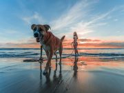 Les races de chiens qui n’apprécient pas vraiment l’eau