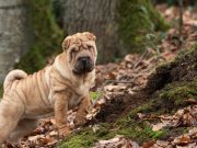 Les plus belles races de chien qui ont la peau plissée chien peau lâche