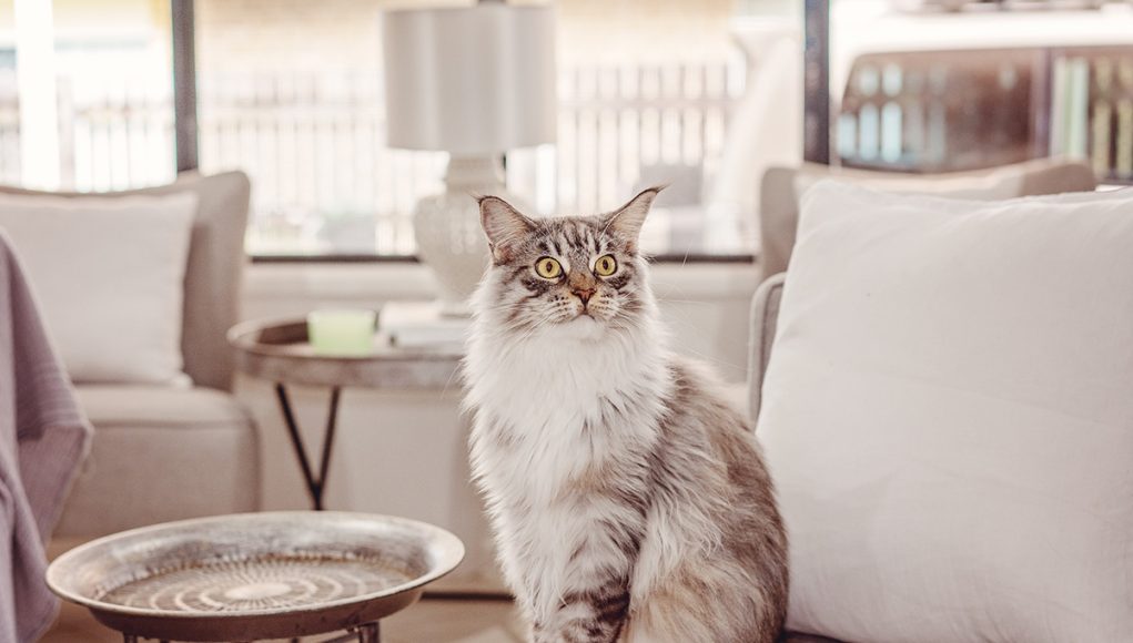 races de chat qui sont les plus loyales envers leur maître