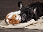 Les races de chien qui cohabitent le mieux avec des chats races de chien qui peuvent le mieux cohabiter avec des chats