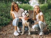 Les chiens se comprennent-ils entre eux Chiens avec un profond attachement à leur maîtres