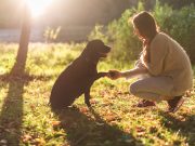 Comment renforcer la confiance de votre chien envers vous ? Renforcer la confiance de votre chien envers vous