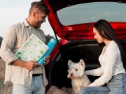 Comment bien planifier un road trip avec votre chien ? Planifier un road trip avec votre chien