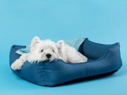 Comment choisir le bon coussin pour le confort de votre chien ? Choisir le bon coussin de couchage pour votre chien