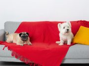 Comment enseigner à votre chien à ne pas monter sur le canapé ? Empêcher à votre chien de monter sur le canapé