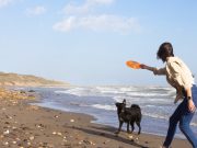 Comment occuper votre chien pour qu’il ne s’ennuie pas ? Occuper votre chien pour qu'il ne s'ennuie pas