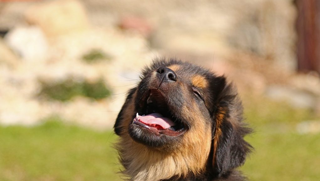 chiot