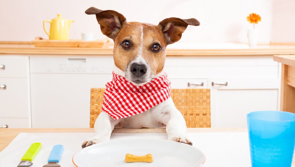 chien a besoin de prendre des compléments alimentaires pour sa santé
