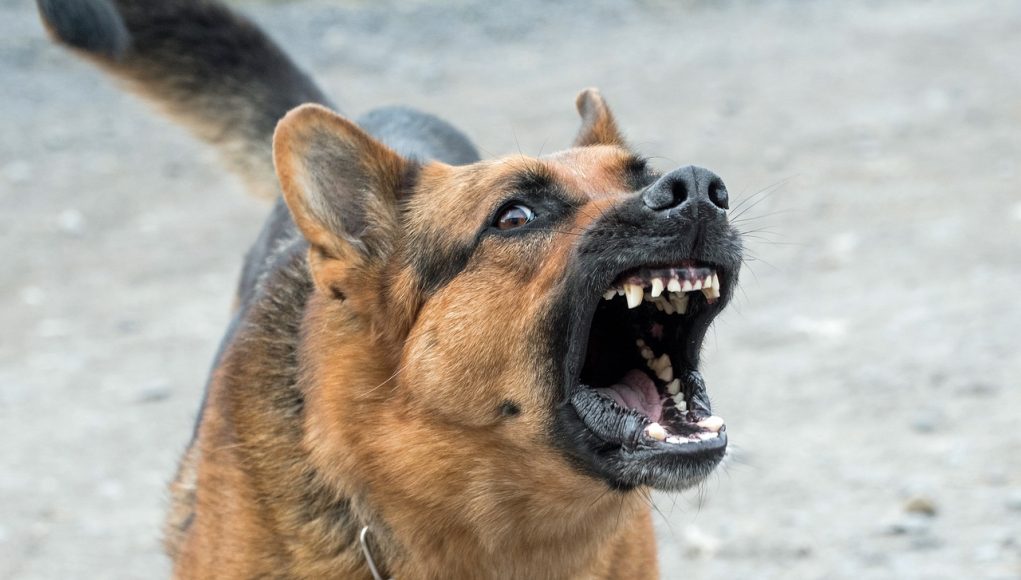 Empêcher mon chien de mordre