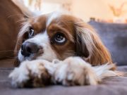 Les plus belles races de chien au pelage brun et blanc Chien aux poils bruns et blancs