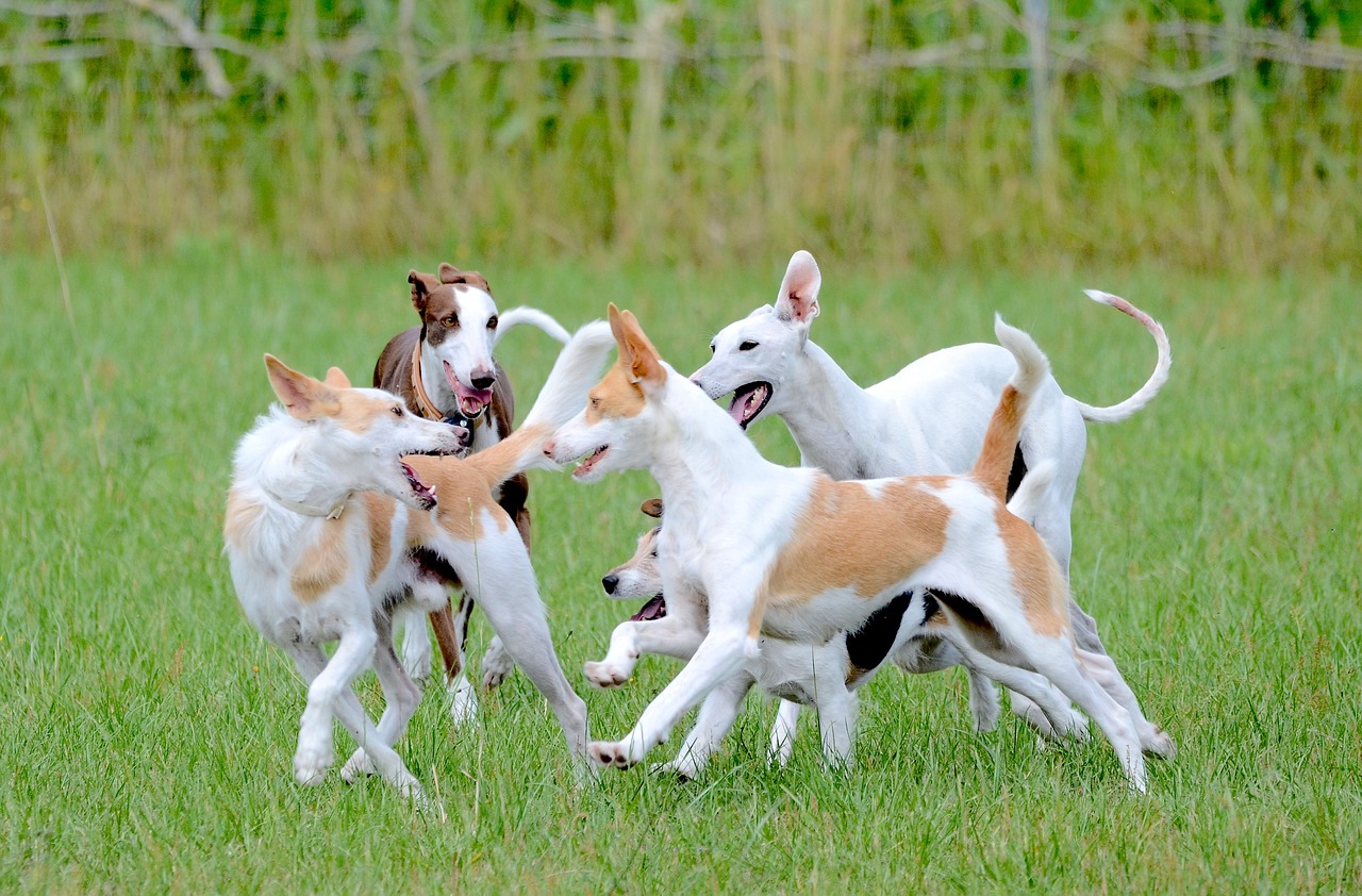 Races de chien les plus hyperactifs