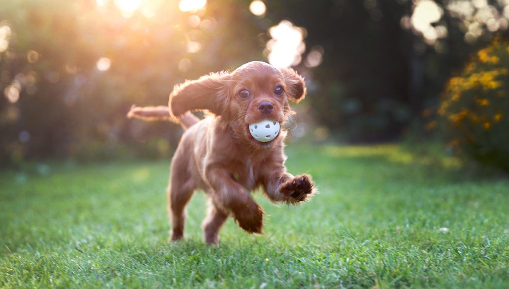 gérer l'hyperactivité de votre chien