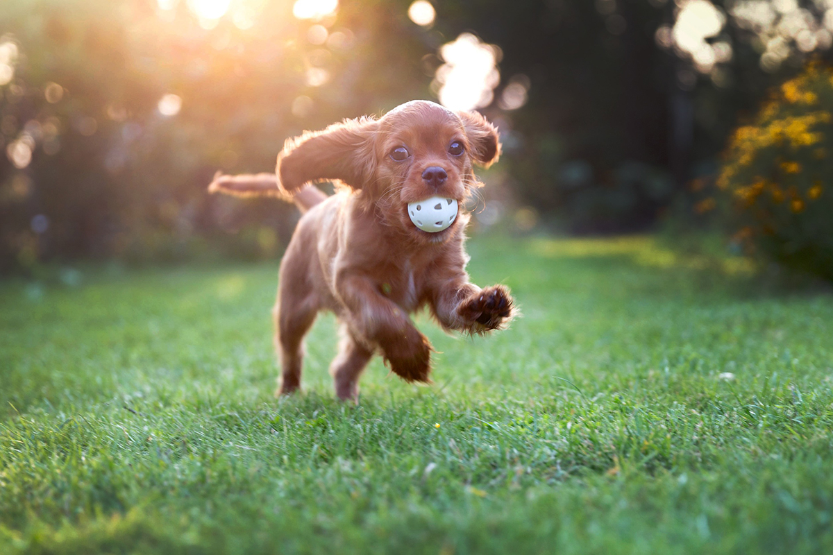 gérer l'hyperactivité de votre chien