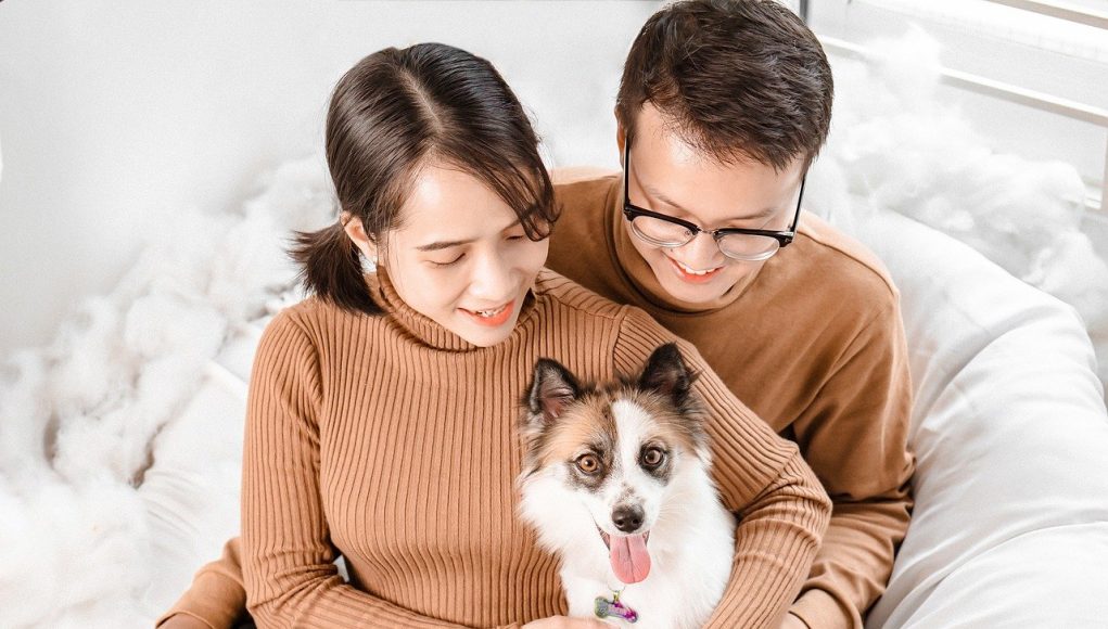 empêcher votre chien de fuguer