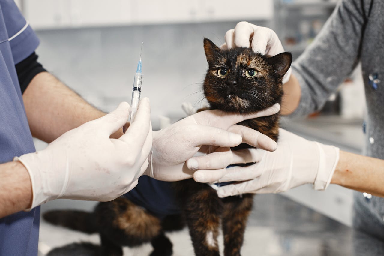 chat chez le vétérinaire