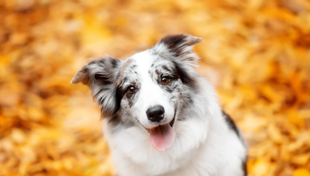 races de chien au pelage de couleur merle