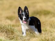 Quelles sont les plus belles races de chien tachetés noir et blanc ? races de chien tachetés noir et blanc
