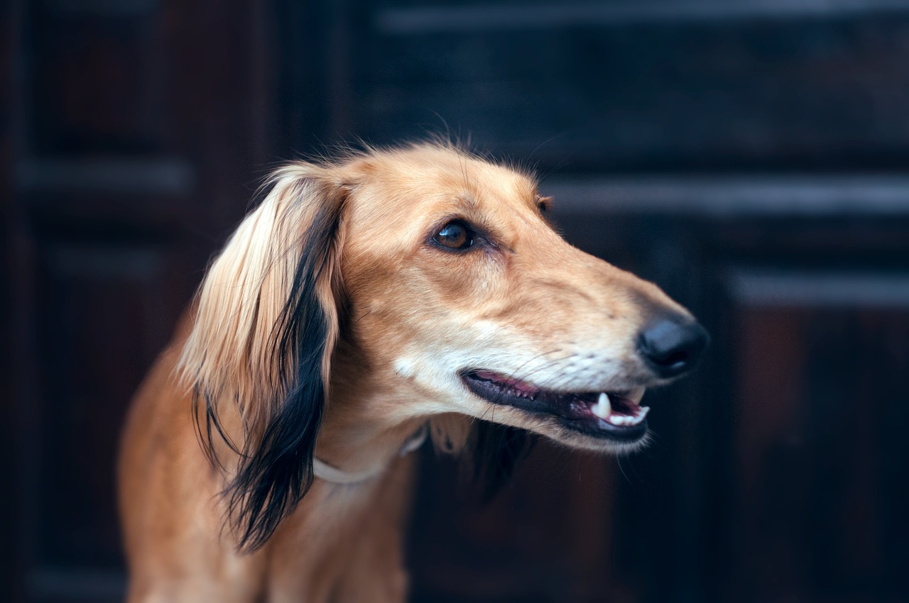 Chien au pelage fauve