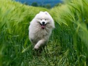 Les signes que votre chien a besoin de plus d’exercice physiques signes que votre chien a besoin de plus d'exercice physiques