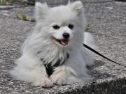 Les 7 meilleurs aliments pour une longue vie de votre chien Aliments propices à la longue vie de votre chien