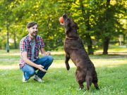 Les races de chien qui adorent jouer avec leurs maîtres choisir un dresseur