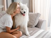 Les races de chien qui apportent un réconfort exceptionnel à leur maître gestes d'amour