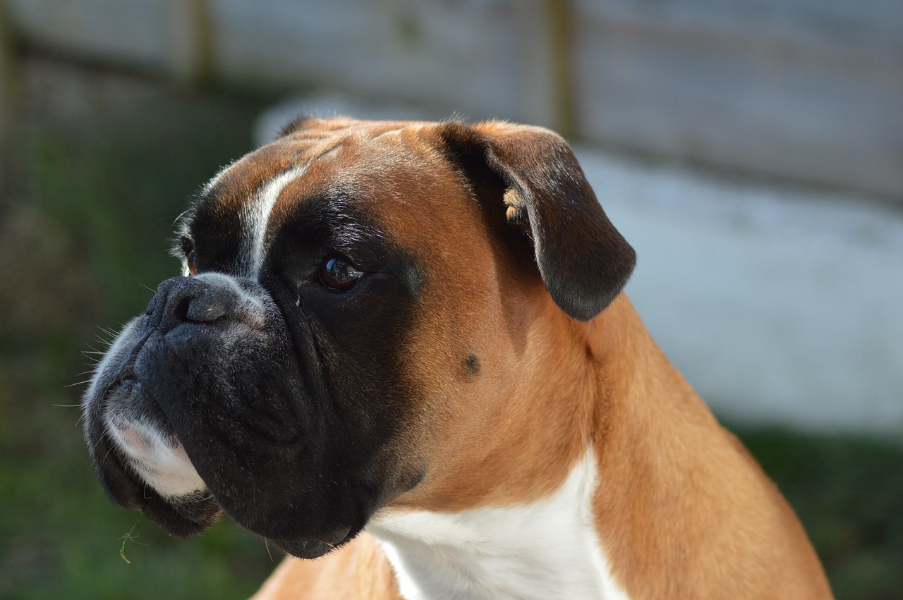 chien qui sont prêtes à tout 