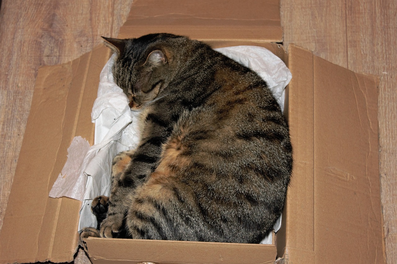 Les chats aiment les cartons