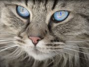 Pourquoi ne faut-il jamais couper les moustaches d’un chat ? Moustaches d'un chat