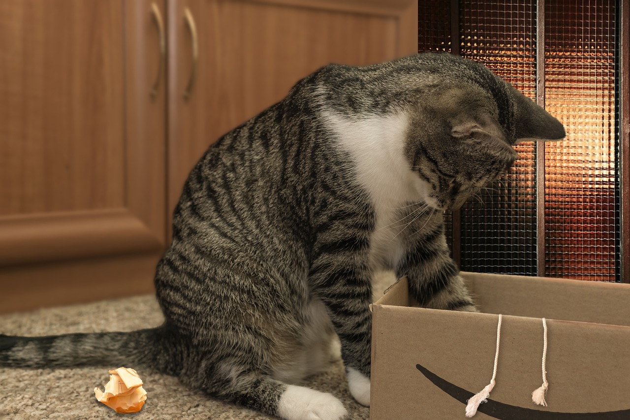Les chats aiment les cartons