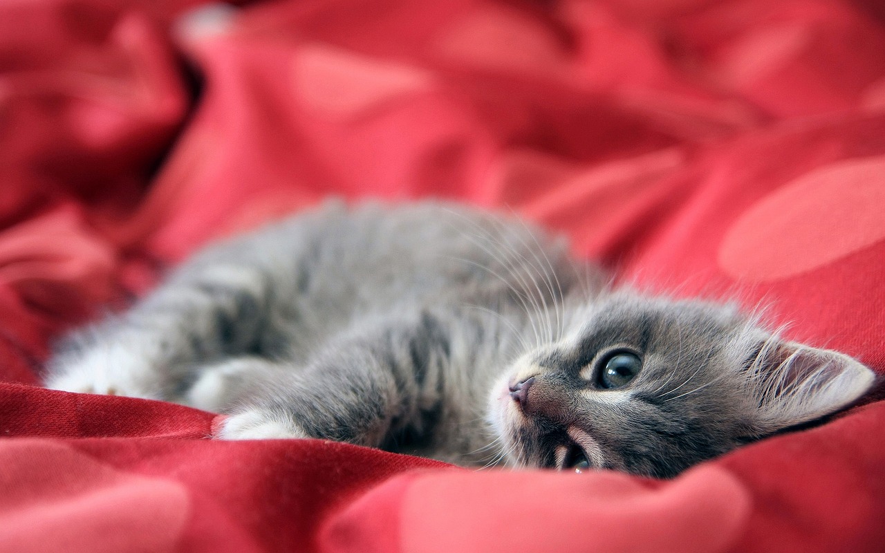 bonheur de votre chat