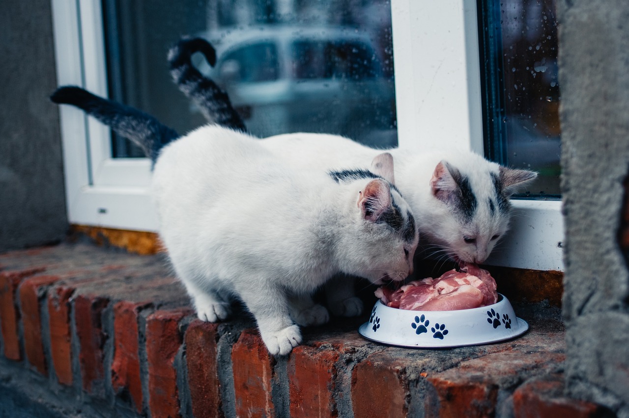 bonheur de votre chat