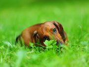 Est-ce que manger de l’herbe est risqué pour mon chien ?