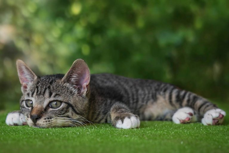 5 comportements qui montrent que votre chat s’ennuie