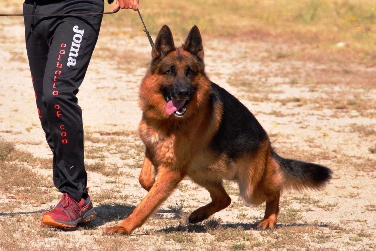 chien qui sont prêtes à tout 