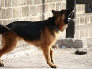 Que faire si votre chien aboie constamment ? Que faire si votre chien aboie constamment