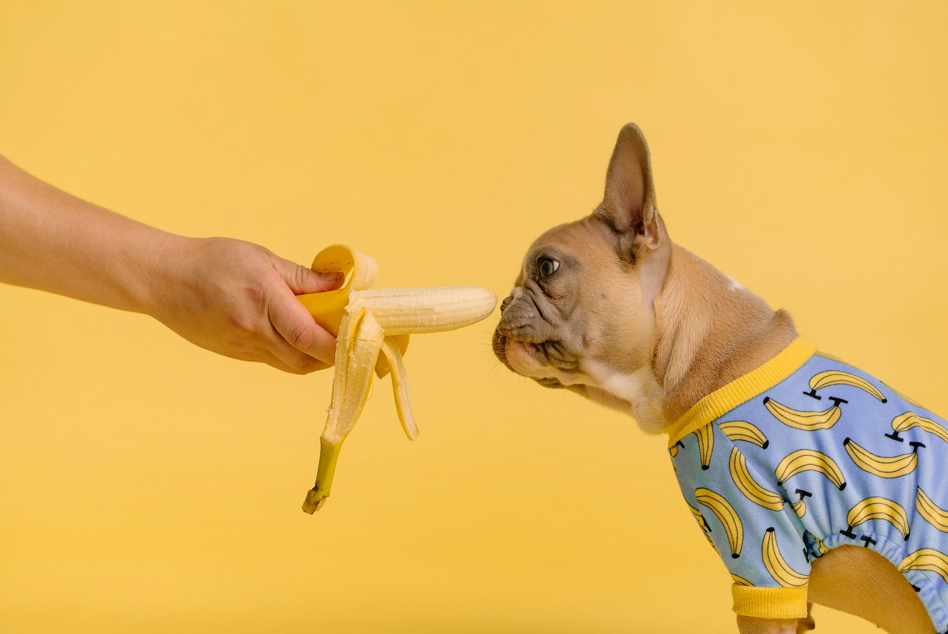 fruits que votre chien pourrait adorer