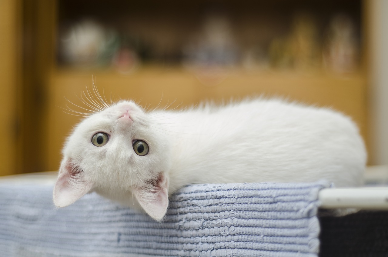 comportements de votre chat
